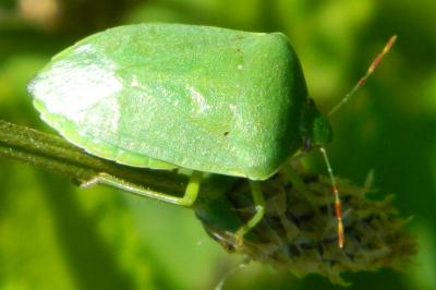 <i>Nezara viridula</i>