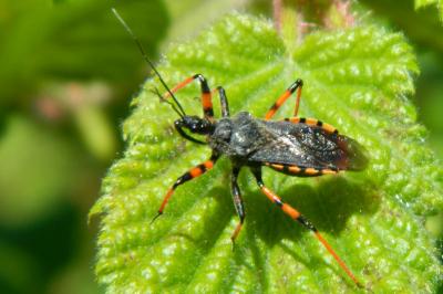 <i>Rhynocoris annulatus</i>