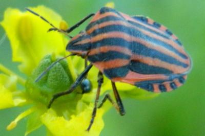 <i>Graphosoma italicum</i>