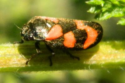<i>Cercopis vulnerata</i>