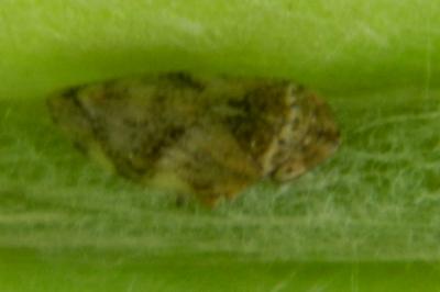 <i>Philaenus spumarius</i>