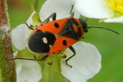 <i>Melanocoryphus albomaculatus</i>