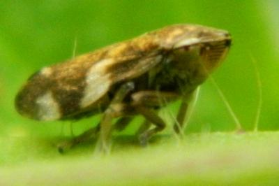 <i>Philaenus spumarius</i>