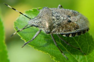 <i>Rhaphigaster nebulosa</i>