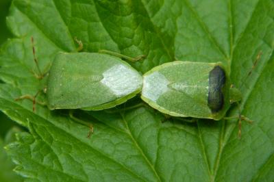 <i>Nezara viridula</i>