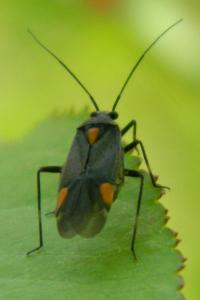<i>Capsodes flavomarginatus</i>
