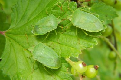 <i>Nezara viridula</i>