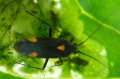 <i>Capsodes flavomarginatus</i>