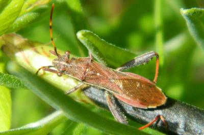 <i>Camptopus lateralis</i>