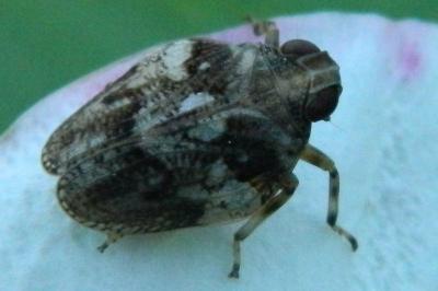<i>Issus</i>