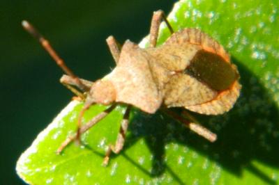 <i>Coreus marginatus</i>