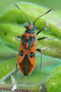 <i>Corizus hyoscyami</i>
