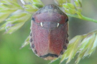 <i>Eurygaster maura</i>