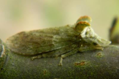 <i>Ledra aurita</i>