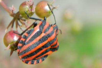 <i>Graphosoma italicum</i>