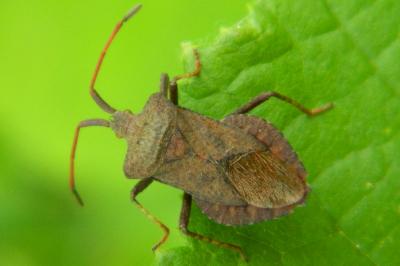 <i>Coreus marginatus</i>
