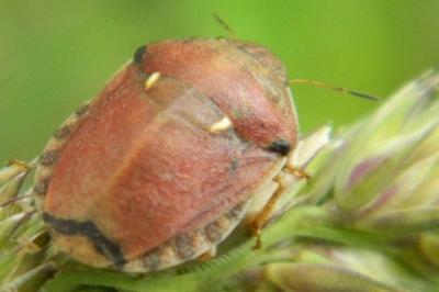 <i>Eurygaster maura</i>