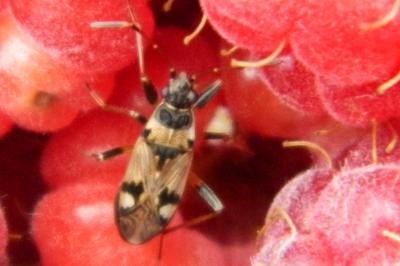 <i>Beosus maritimus</i>