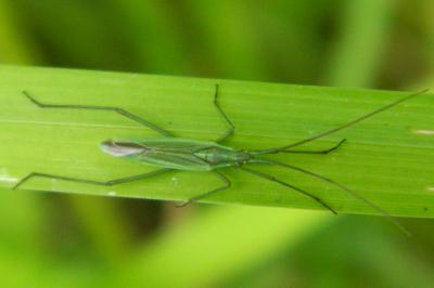 <i>Megaloceroea recticornis</i>