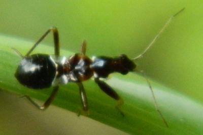 <i>Himacerus mirmicoides</i>