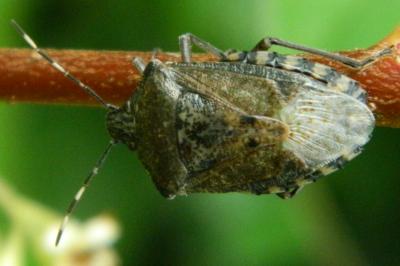 <i>Rhaphigaster nebulosa</i>
