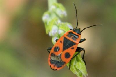 <i>Pyrrhocoris apterus</i>