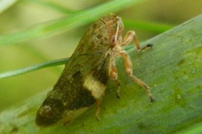 <i>Aphrophora alni</i>
