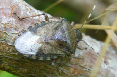 <i>Rhaphigaster nebulosa</i>