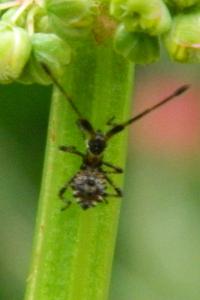 <i>Coreus marginatus</i>