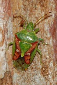 <i>Cyphostethus tristriatus</i>
