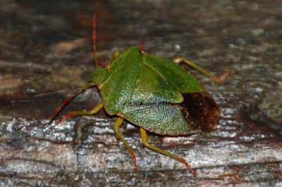 <i>Palomena prasina</i>