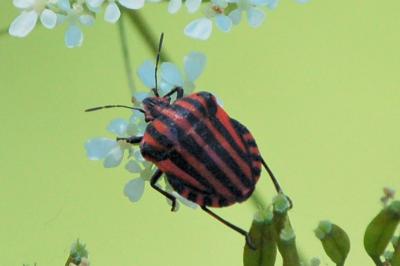 <i>Graphosoma italicum</i>
