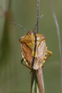 <i>Carpocoris purpureipennis</i>