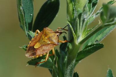 <i>Carpocoris purpureipennis</i>