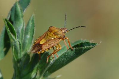 <i>Carpocoris purpureipennis</i>