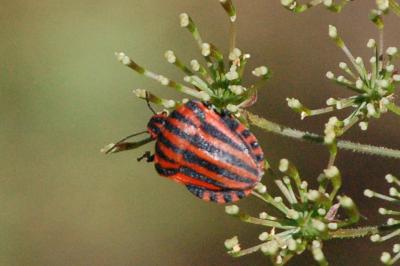 <i>Graphosoma italicum</i>