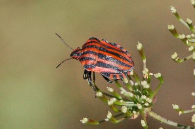 <i>Graphosoma italicum</i>