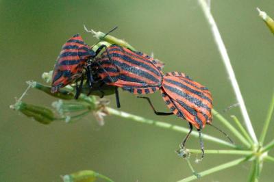 <i>Graphosoma italicum</i>