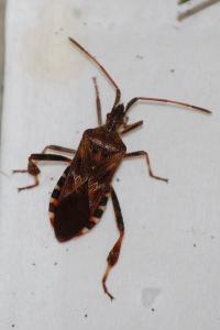 <i>Leptoglossus occidentalis</i>