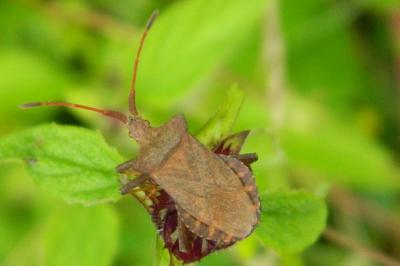 <i>Coreus marginatus</i>