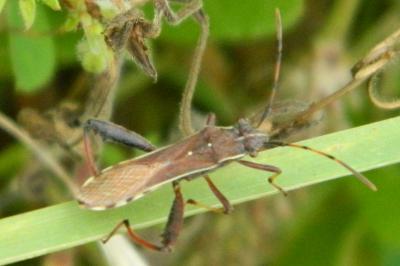 <i>Camptopus lateralis</i>