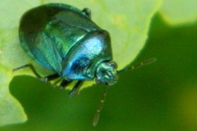 <i>Zicrona caerulea</i>