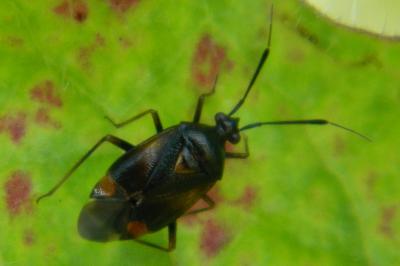 <i>Deraeocoris ruber</i>