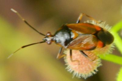 <i>Deraeocoris ruber</i>