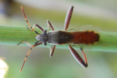 <i>Camptopus lateralis</i>