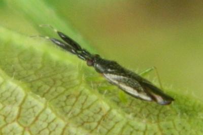 <i>Heterotoma planicornis</i>