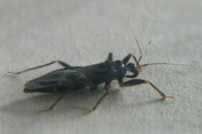 <i>Reduvius personatus</i>