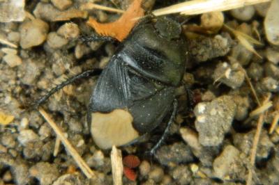 <i>Cydnus aterrimus</i>