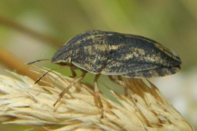 <i>Eurygaster</i>