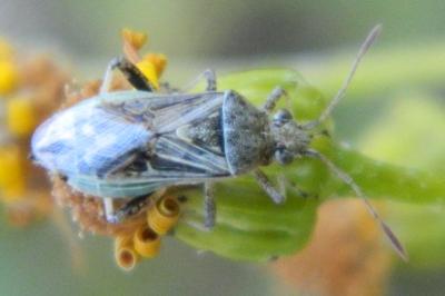 <i>Stictopleurus</i>
